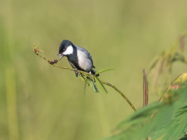 <h3><a href="/trips/srilanka/biota/animalia/chordata/aves/040 passeriformes/069 paridae/parus major/parus major-nl.html">Parus&nbsp;major</a> / Great&nbsp;tit / Koolmees</h3>NIKON D500 met AF-S Nikkor 300mm f/2.8G IF-ED VR II, 1/8000 sec  bij F2.8, ISO 800, afstand 14.9&nbsp;m